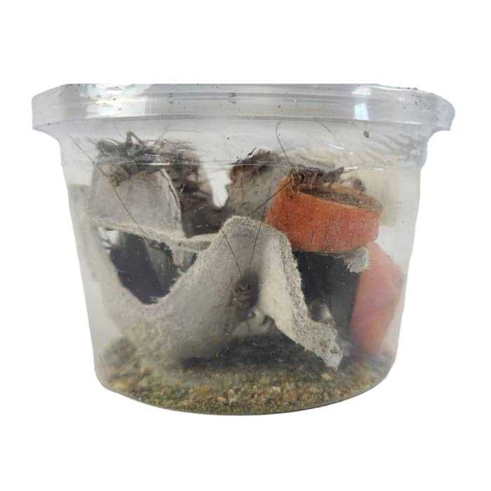 Live Crickets Reptile Food N963
