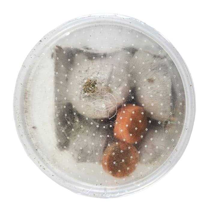 Live Crickets Reptile Food N963