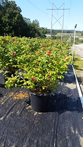 Double Blush Pink Climbing Rose V6880