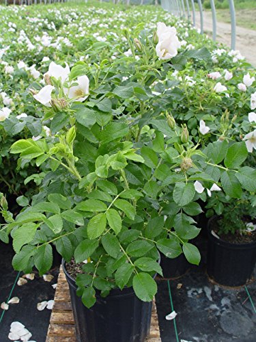Double Blush Pink Climbing Rose V6880