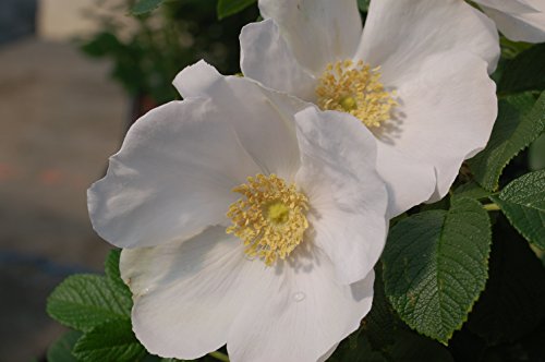 Double Blush Pink Climbing Rose V6880