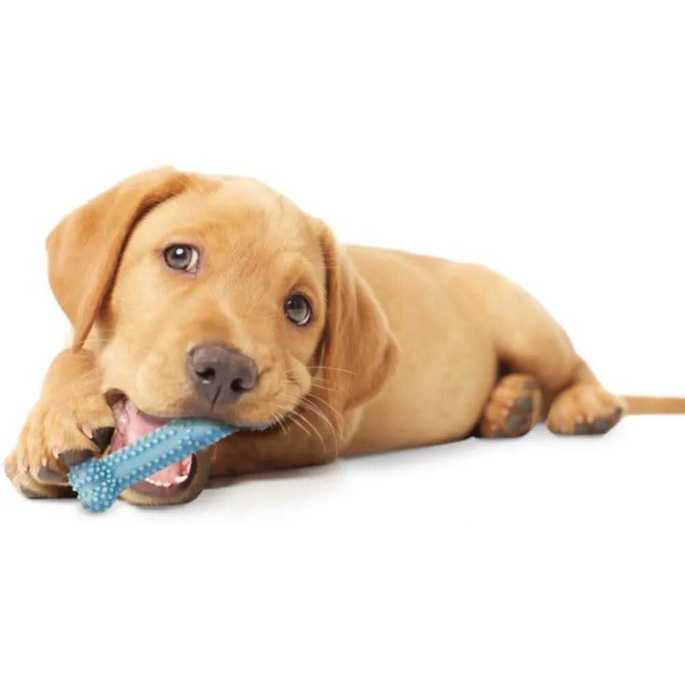 Puppy Dental Chew Toy Q43050