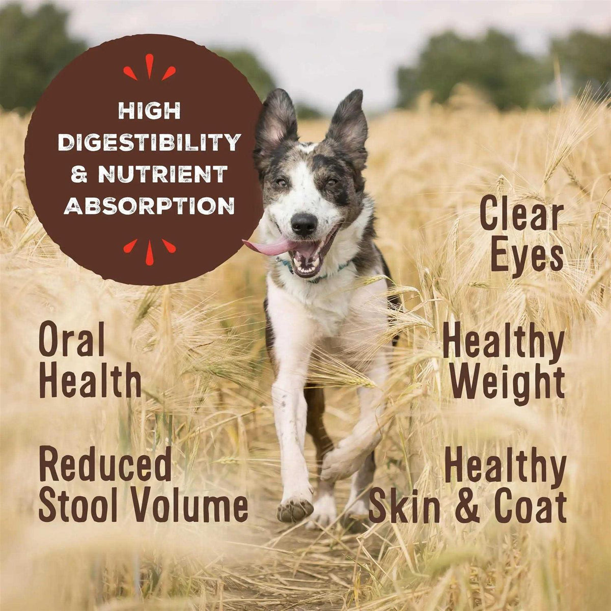 Freeze Dried Lamb Dog Food Z128046